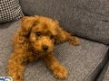 2 Aylık toy poodle yavru