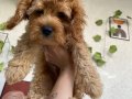 A KALİTE MALTİPOO X POODLE MİX
