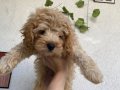 A KALİTE MALTİPOO X POODLE MİX