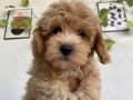 A KALİTE MALTİPOO X POODLE MİX