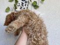 A KALİTE MALTİPOO X POODLE MİX