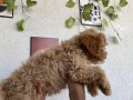 A KALİTE MALTİPOO X POODLE MİX