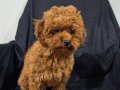 Pamuk gibi toy poodle yuva arıyor 