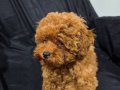 Pamuk gibi toy poodle yuva arıyor 