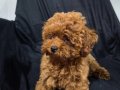 Pamuk gibi toy poodle yuva arıyor 