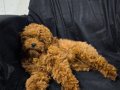 Pamuk gibi toy poodle yuva arıyor 