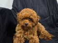 Pamuk gibi toy poodle yuva arıyor 