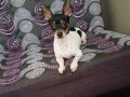 Jack Russell Terrier