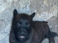 Malinois yavrular 