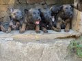 Malinois yavrular 