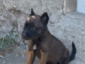 Malinois yavrular 