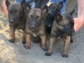 Malinois yavrular 