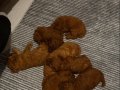 Red Brown Toy Poodle Bebekler