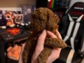 Red Brown Toy Poodle Bebekler