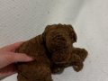 Red Brown Toy Poodle Bebekler