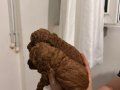 Red Brown Toy Poodle Bebekler