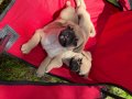 2 aylık bir erkek bir dişi Pug mops yavruları 