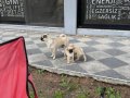 2 aylık bir erkek bir dişi Pug mops yavruları 