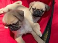 2 aylık bir erkek bir dişi Pug mops yavruları 