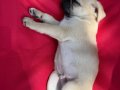 2 aylık bir erkek bir dişi Pug mops yavruları 