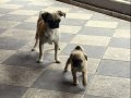 2 aylık bir erkek bir dişi Pug mops yavruları 