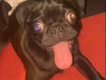 4 aylık siyah evcil pug köpeği