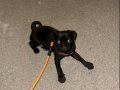 4 aylık siyah evcil pug köpeği