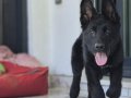 Safkan Alman Kurdu Yavrusu Çipli