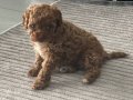 Pofuduk Toy Poodle Yavrumuz