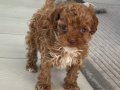 Pofuduk Toy Poodle Yavrumuz