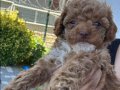 Pofuduk Toy Poodle Yavrumuz