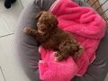 Pofuduk Toy Poodle Yavrumuz