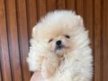 2 Aylık Pomeranian Yavrusu