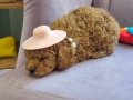 Kıvırcık Tüylü 50 Günlük Toy Poodle Yavrumuz