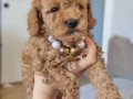 Kıvırcık Tüylü 50 Günlük Toy Poodle Yavrumuz