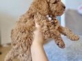 Kıvırcık Tüylü 50 Günlük Toy Poodle Yavrumuz