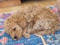 Kıvırcık Tüylü 50 Günlük Toy Poodle Yavrumuz