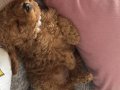 Kıvırcık Tüylü 50 Günlük Toy Poodle Yavrumuz