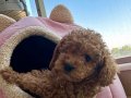 Kıvırcık Tüylü 50 Günlük Toy Poodle Yavrumuz
