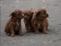Çikolata Tüylü Kıvırcık Maltipoo Yavrusu