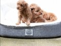 Çikolata Tüylü Kıvırcık Maltipoo Yavrusu