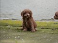 Çikolata Tüylü Kıvırcık Maltipoo Yavrusu