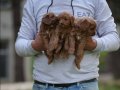 Çikolata Tüylü Kıvırcık Maltipoo Yavrusu