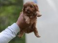 Çikolata Tüylü Kıvırcık Maltipoo Yavrusu
