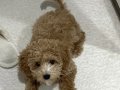 4 aylık toy poodle yavrumuz
