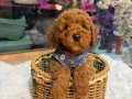 kore toy poodle yavrular yeni ailelerini bekliyor 