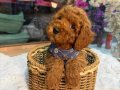 kore toy poodle yavrular yeni ailelerini bekliyor 