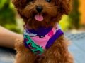 kore toy poodle yavrular yeni ailelerini bekliyor 
