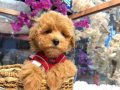 kore toy poodle yavrular yeni ailelerini bekliyor 