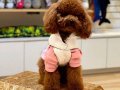 kore toy poodle yavrular yeni ailelerini bekliyor 